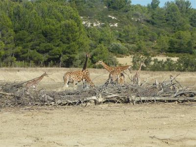 Girafes