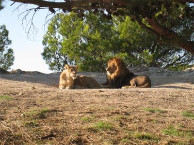 Lions