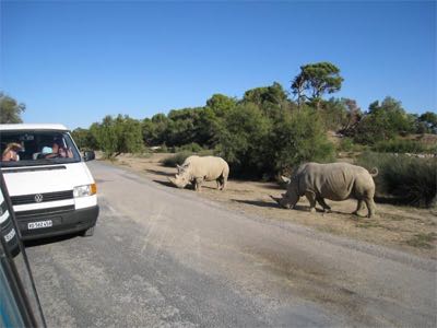 Rhinos