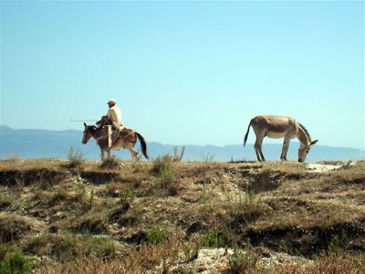 Borshi