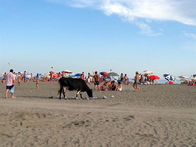 Vache plage