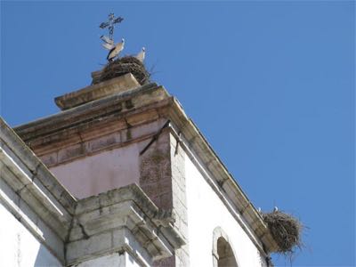 Cigognes