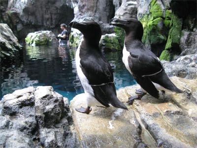 Aquarium 1