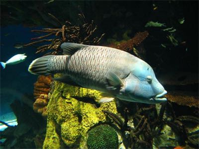 Aquarium 2